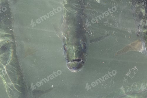 Preview: A group of tarpon are waiting for the fishermen to throw away the fish guts in the water