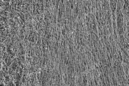 Preview: Abstract Texture Background Of A Surface Of The Water And Bottom Monochrome Tone