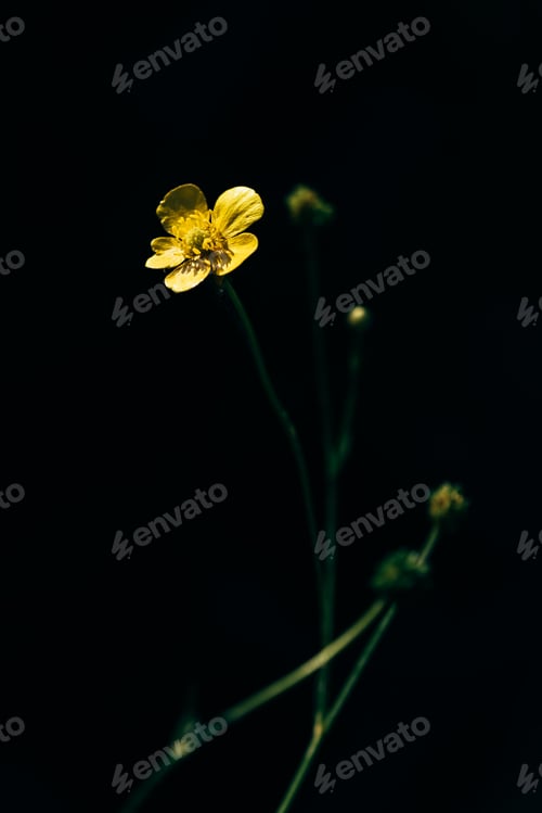 Preview: Yellow buttercup on forest glade