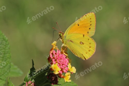 Preview: Butterfly, colors and nature