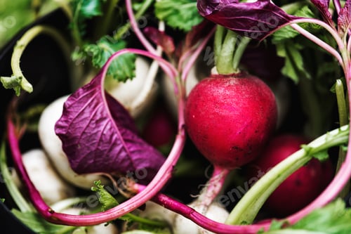 Preview: Closeup of fresh organic radishes