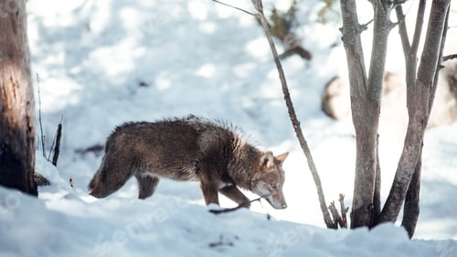 Preview: Wolf on hill near stones and snow