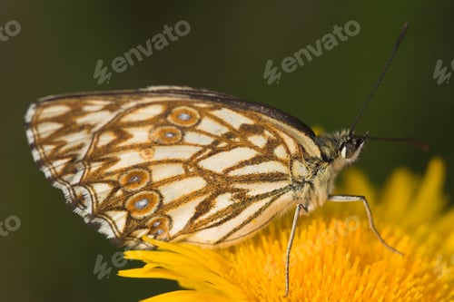 Preview: Melanargia butterfly