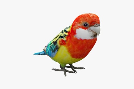 Preview: Lovebird profile view