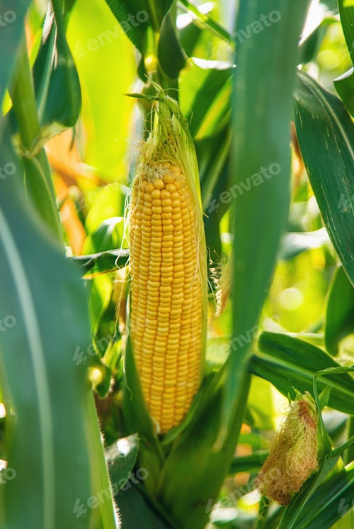 Preview: The corn crop is growing in the garden. selective focus.