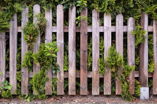 Preview: Wooden fence overgrown with green ivy and juniper. Cozy courtyard in a provincial town. Close-up.