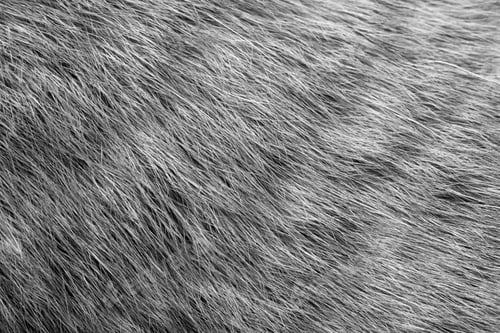 Preview: Cat fur texture background. Monochrome photo.