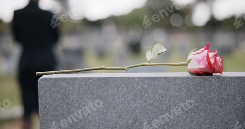 Preview: Funeral, cemetery and hands with rose on tombstone for remembrance, ceremony and memorial service.