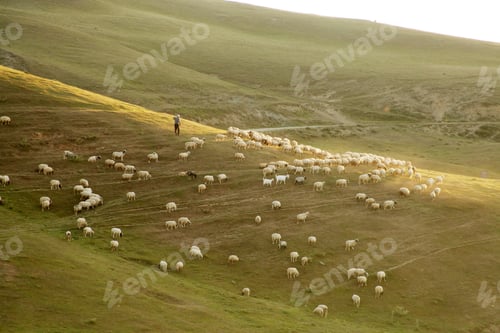 Preview: Rural Summer Landscape with Sheeps in Amasya