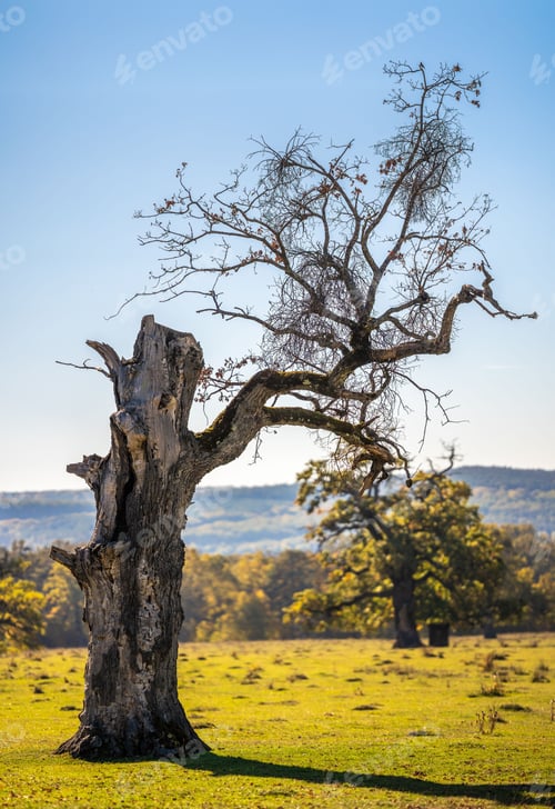 Preview: Weathered tree in sunlit meadow