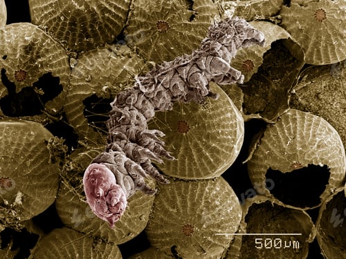 Preview: Cluster of eggs and newly hatched caterpillar, Lepidoptera SEM