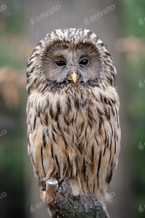 Preview: Owl sitting on a branch
