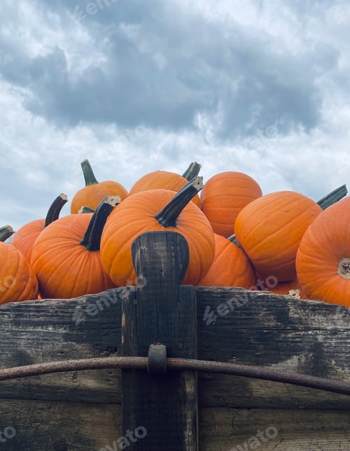 Preview: Pumpkin farm