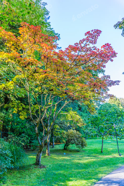 Preview: A View Of Colorful Autumn Trees In A Seattle Garden.
