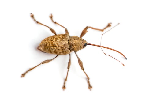 Preview: View from up high of a Acorn weevil, Curculio glandium, isolated on white