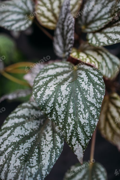 Preview: Begonia Silver Dragon Wing Plant