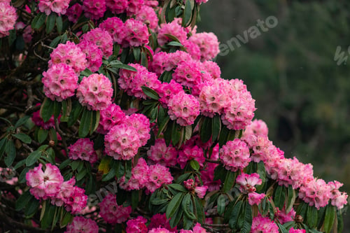 Preview: Beautiful Pink Rhododendrons Blossoming in a Green Garden