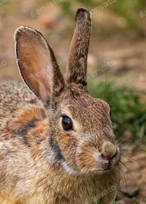 Preview: Closeup shot of an eastern cottontail rabbit, Sylvilagus floridanus.