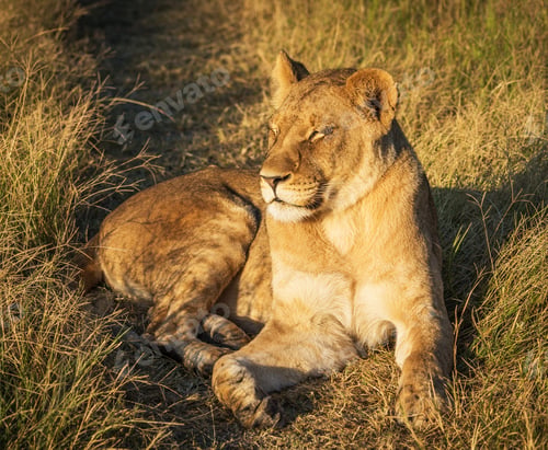 Preview: A Beautiful Botswana Wildlife Place in the World in Picture