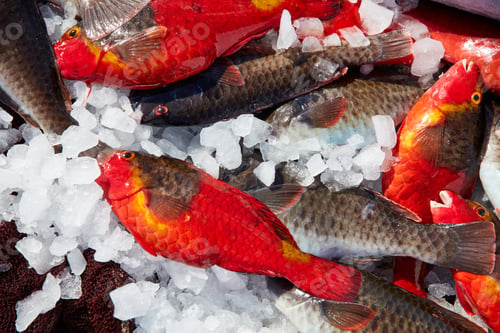 Preview: Fresh fish cooling on heap of ice