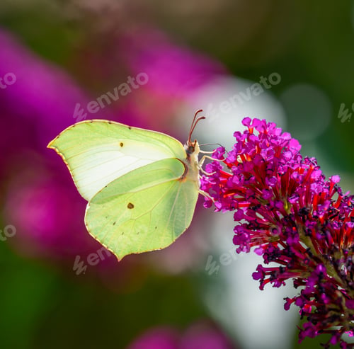 Preview: Macro of a yellow brimstone butterfly