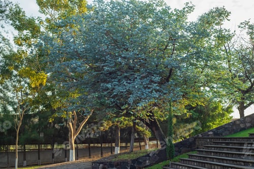 Preview: Silver Dollar Eucalyptus tree with beautiful foliage. Eucalyptus Cinerea, Argyle apple