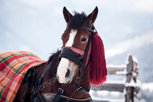 Preview: Horse in snow