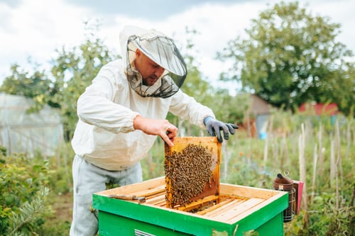 Preview: A man dressed as a beekeeper boldly takes honey from the hive with his hands.