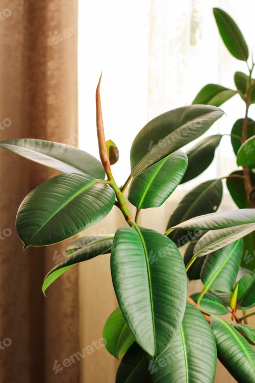 Preview: Ficus elastic plant rubber tree in a flower pot by the window with brown curtains. Selective focus.
