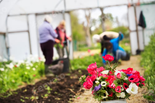 Preview: A posy of cut flowers. Three people working in a polytunnel.