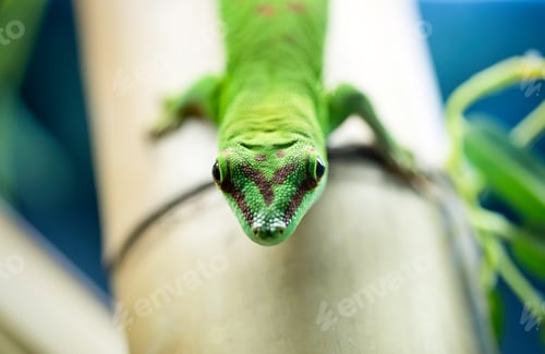 Preview: Close up green lizard eye