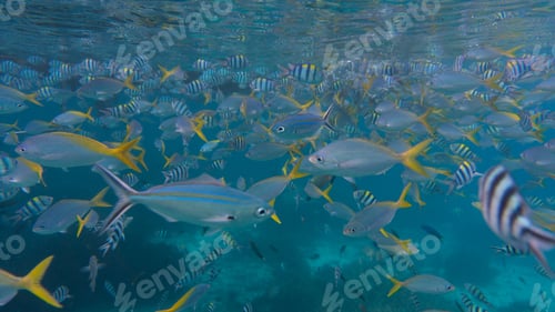 Preview: Ocean life