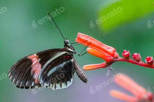 Preview: Tropical butterfly