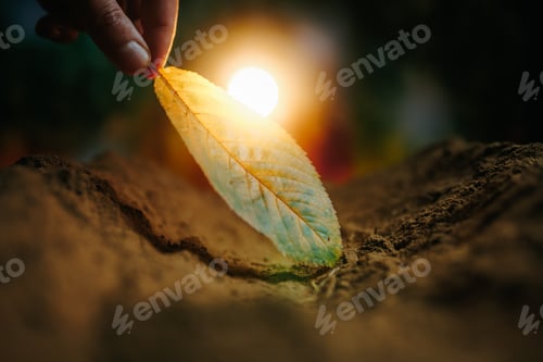 Preview: The Power of Connection Human Hands, Soil, and Leaves in Intimate Detail