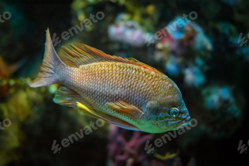 Preview: Fish underwater in sea