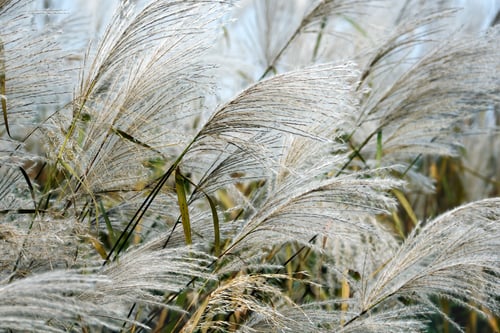 Preview: Amur Silver Grass (Miscanthus Sacchariflorus). Known Also As Japanese Silver Grass.
