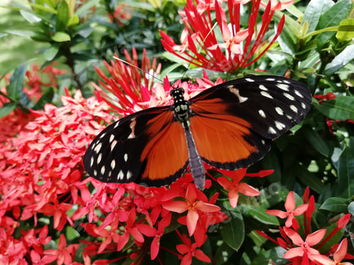 Preview: Closeup shot of a beautiful Tithorea Terracina butterfly on garden flowers