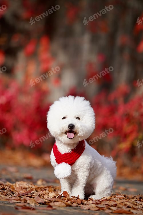 Preview: Autumn leaves and a smiling cute little adorable white puppy is in the foreground.