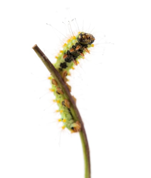 Preview: Caterpillar of the Giant Peacock Moth on stem, Saturnia pyri, against white background