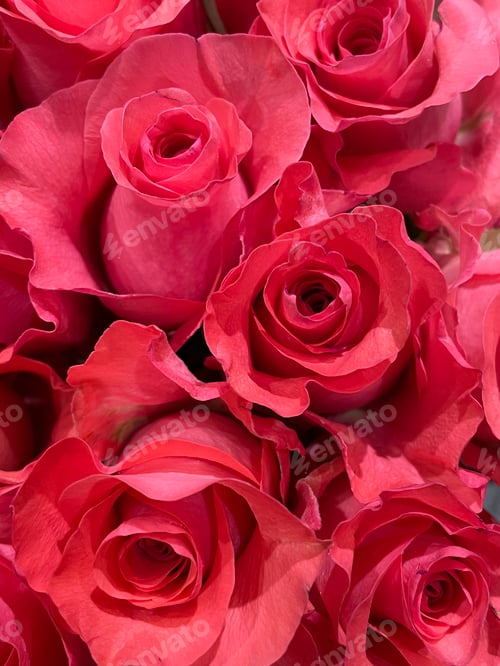 Preview: Roses