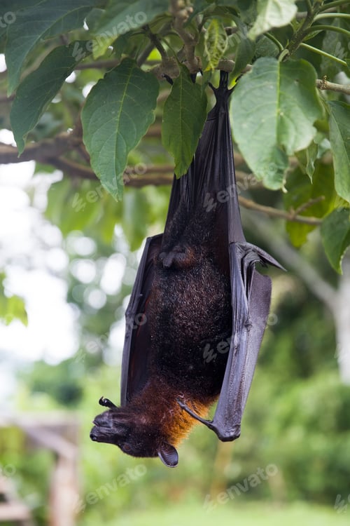 Preview: Large Flying Fox (Pteropus vampyrus) hanging in a tree at Bali Indonesia