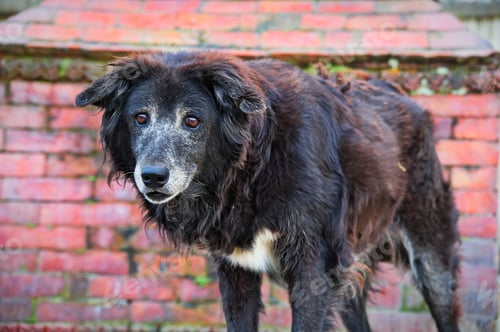 Preview: Black stray dog standing in front of brick wall in Kathmandu