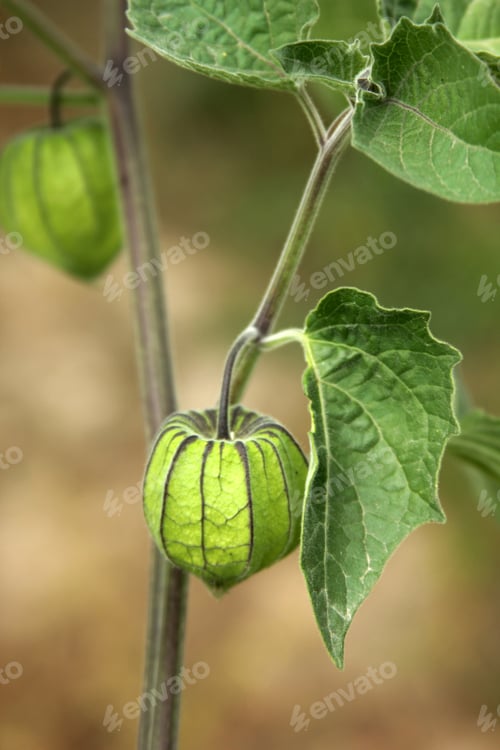 Preview: Gooseberry
