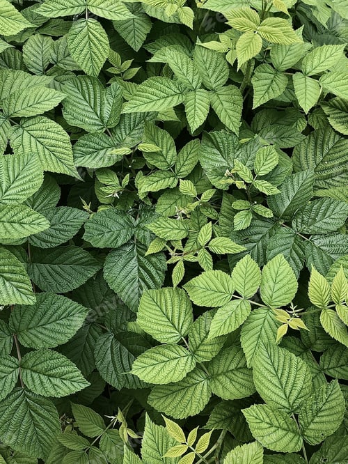 Preview: Natural light green colour background