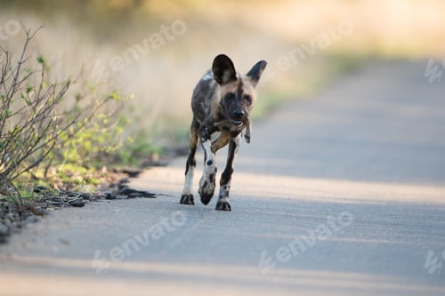 Preview: Beautiful shot of an african wild dog walking on the road with a blurred background