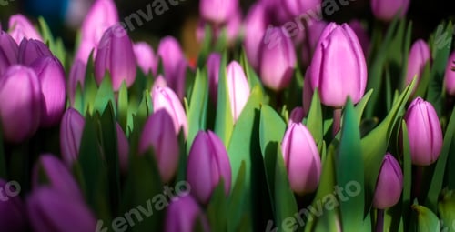 Preview: Glade of pink tulips.Spring flower background