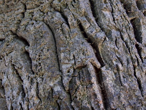 Preview: texture of old cork tree in Vorontsovsky park