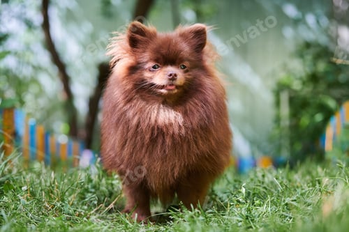 Preview: Pomeranian Spitz brown dog in garden