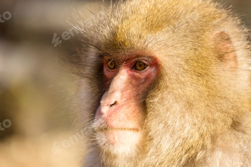 Preview: Monkey