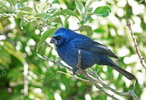 Preview: Blue bird in the park